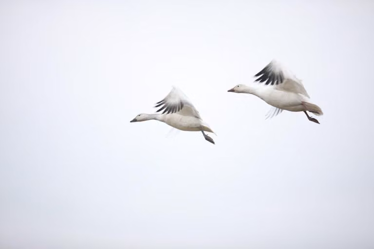 When Affection Moves Too Fast: Untangling Quick Bonds and Finding Calm