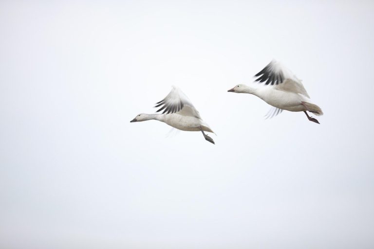 When Affection Moves Too Fast: Untangling Quick Bonds and Finding Calm
