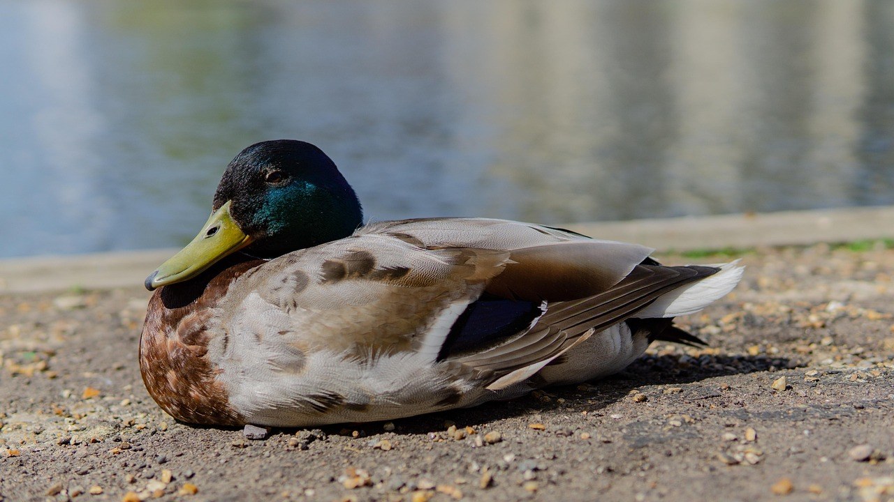 Silent Truths in Love - Understanding, Repairing, and Preventing Lying by Omission
