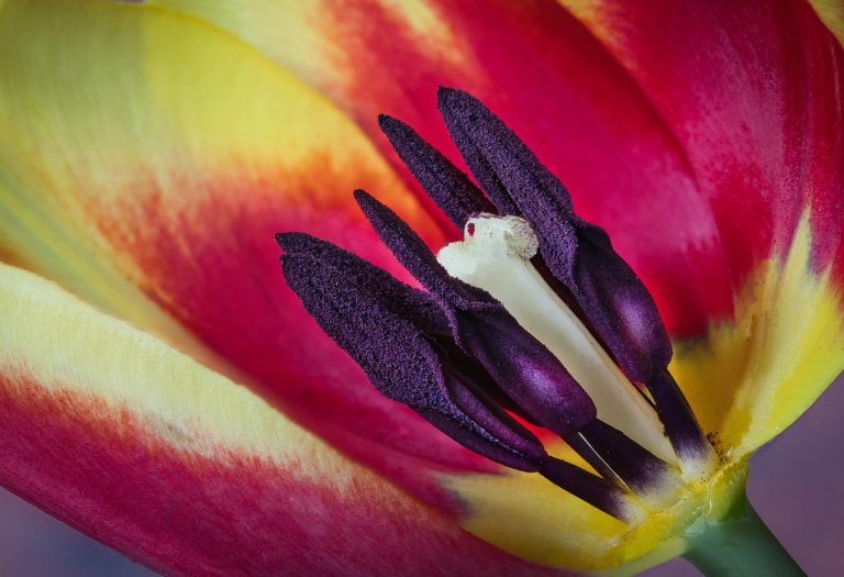 From Warmth to Romance: Turning a Close Bond into Lasting Affection