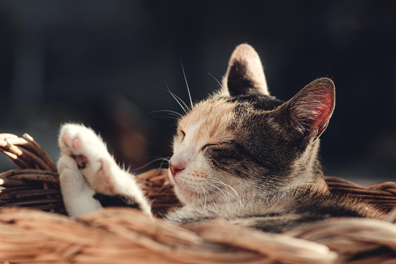 Reclaim Kindness in Love: Daily Habits for a Respectful Partnership