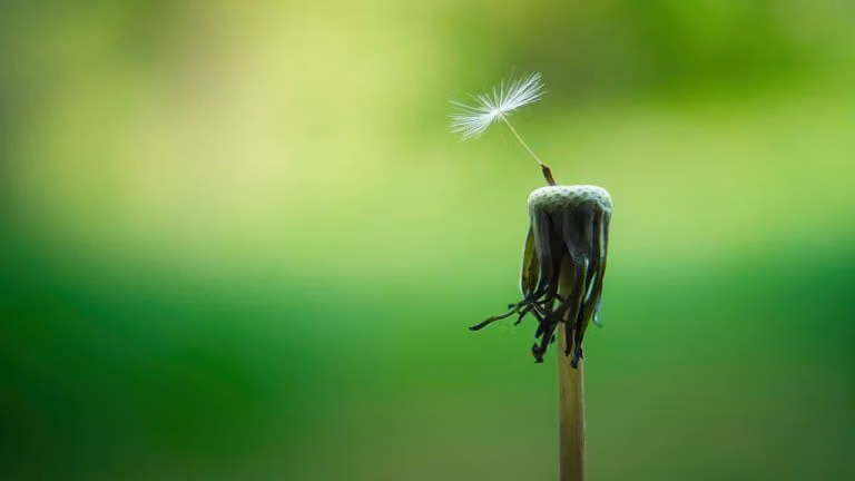 After Heartbreak, Should You Guard or Open Your Heart?