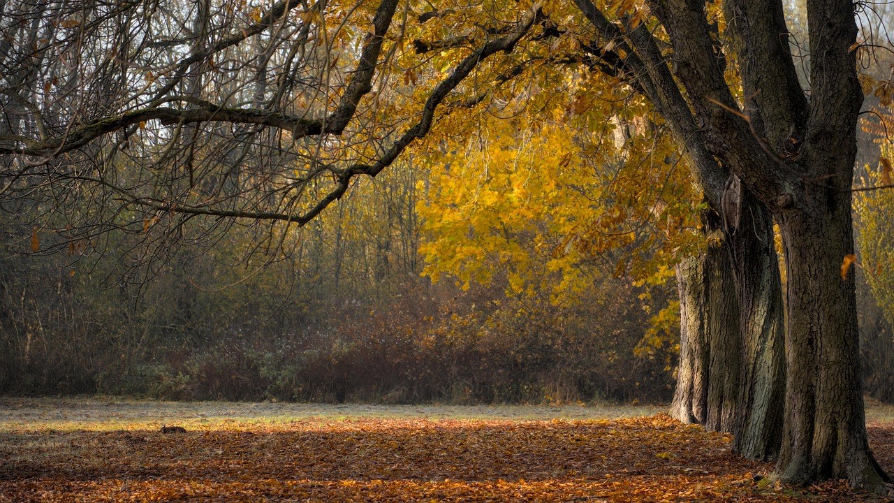 When Love Feels Like a Deal: Understanding a Transactional Relationship and Rekindling Authentic Connection