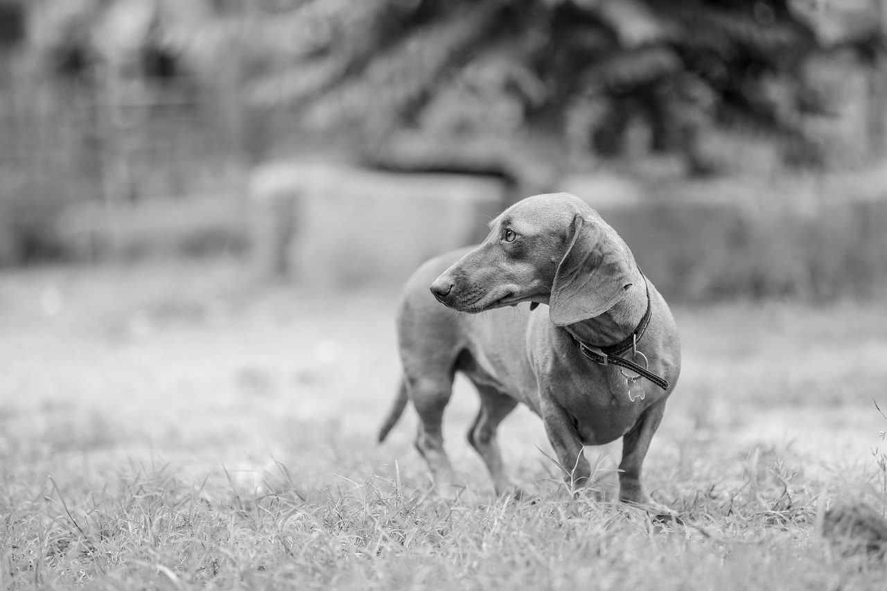 Playful Terms of Endearment for Couples - How to Choose the Perfect Moniker