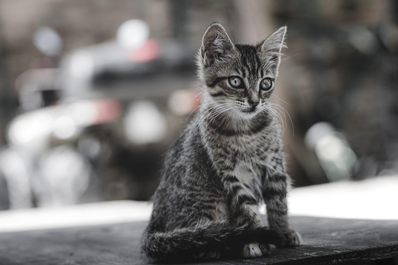 Playful Terms of Endearment for Couples - How to Choose the Perfect Moniker