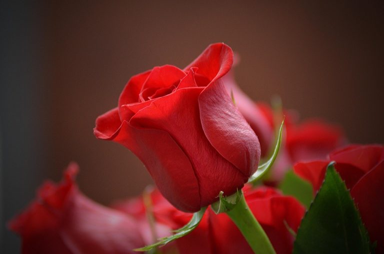 Romance on a Shoestring: Creative Dates That Favor Heart Over Cash