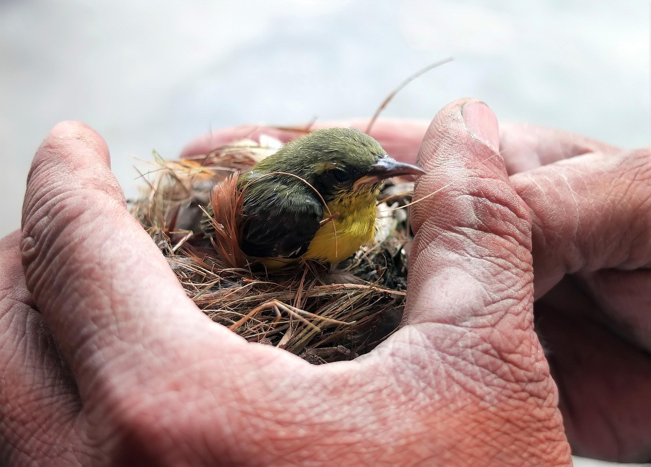 Firstborn Realities: What Eldest Children and Their Supporters Should Understand