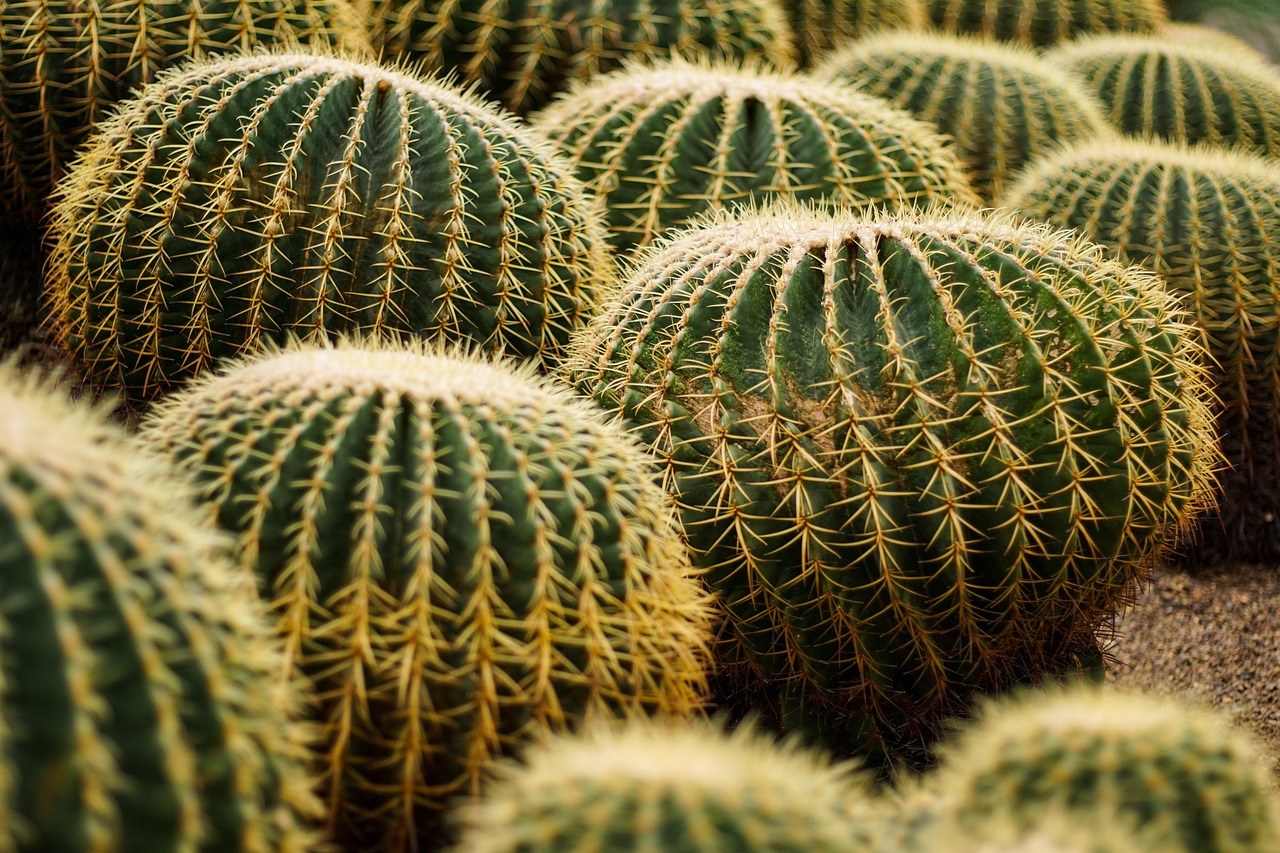 Inside the Sensation of Cunnilingus - A Candid Guide