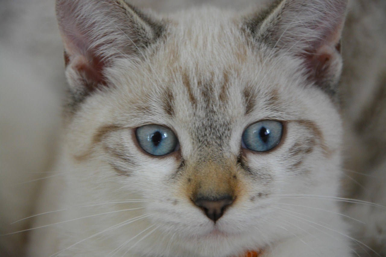 Hold His Focus: Reclaiming Attention from a Wandering Eye