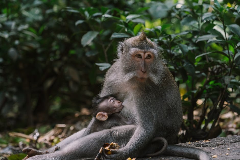 Hold His Focus: Reclaiming Attention from a Wandering Eye