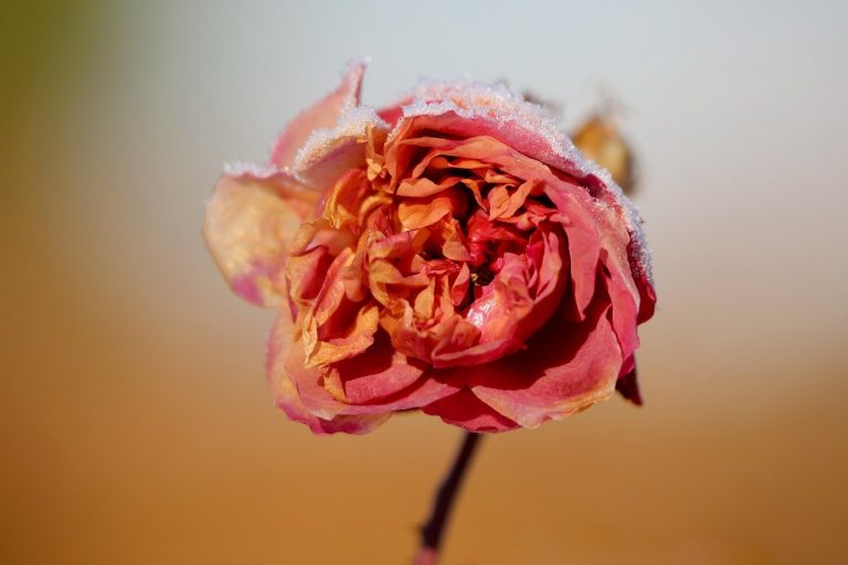 Effortless Ways to Capture Your Crush’s Heart