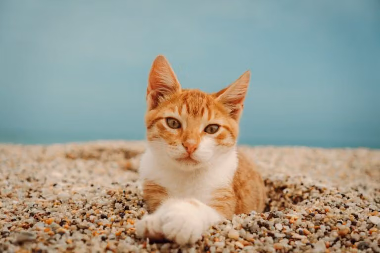 Playful Pet Names and Emoji-Filled Entries for Your Boyfriend