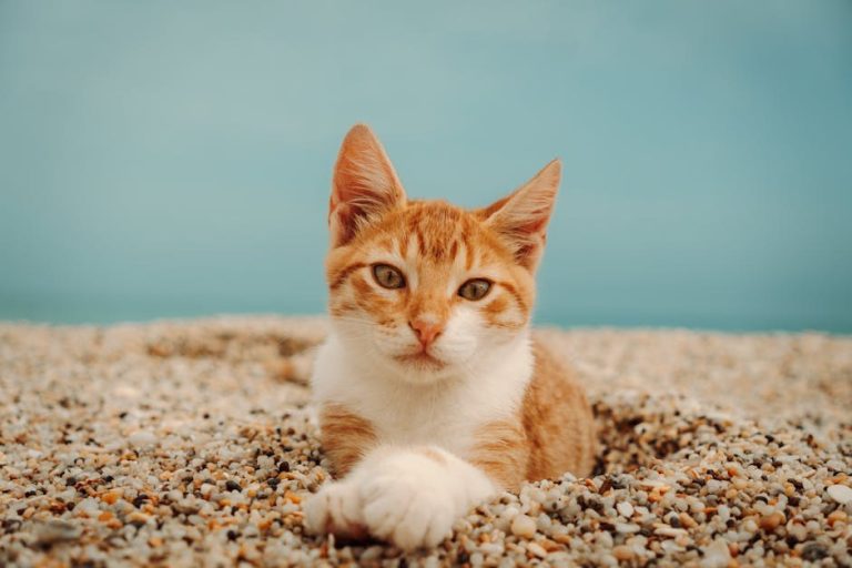 Playful Pet Names and Emoji-Filled Entries for Your Boyfriend