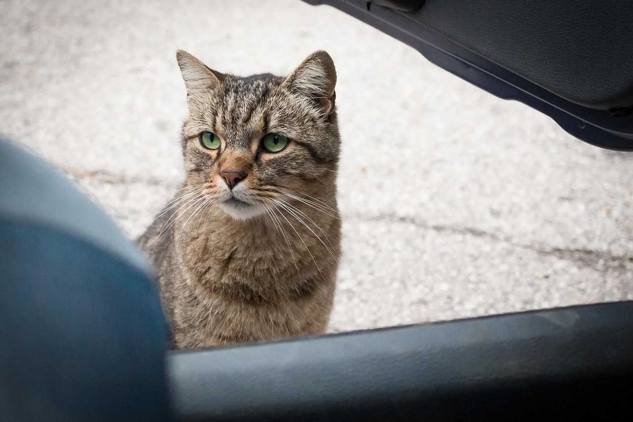 Graceful Replies When He Admits His Feelings