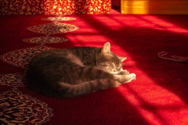 Covert Pressure Toward Pregnancy Without Your Consent