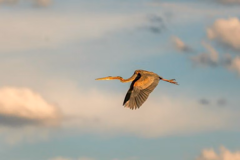 Creating Desire Through Calm Pursuit and Clear Boundaries